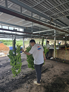 Bananes Cavendish des Highlands fraîchement récoltées du Vietnam Riche en nutriments Saveur sucrée Idéal pour la vente au détail et les services alimentaires - Product Image 4