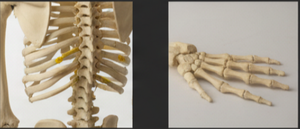 Modelo de Esqueleto de Anatomía Humana CROWN de PVC, Tamaño Real, Educativo para Escuelas, Facultades de Medicina, Laboratorios, OEM - Product Image 2