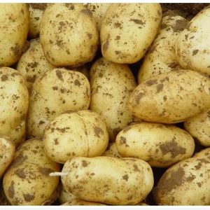 Pommes de terre entières fraîches en vrac 25 kg – Culture courante en Tanzanie - Product Image 4