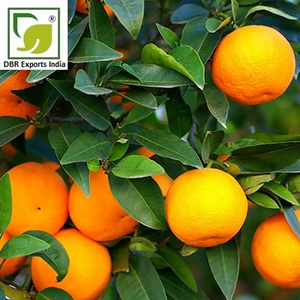 Fabricant et exportateur d'huile essentielle pure de petitgrain d'Inde (DBR Exports India) pour l'industrie cosmétique et parfumerie - Product Image 3
