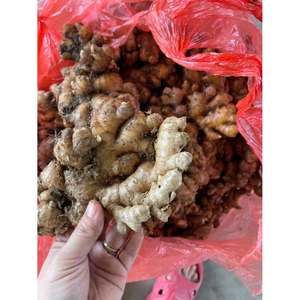 Gingembre frais HOA BINH du Vietnam |   Racine de gingembre aromatique et épicée pour l'exportation - Product Image 1