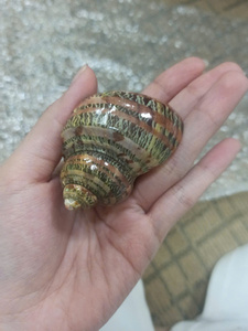 Concha de Nautilus con Cámaras, Concha Marina Natural Premium al por Mayor para Decoración del Hogar, Coleccionismo y Regalos - Product Image 5