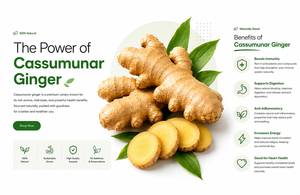 Cassumunar <b>Ginger</b> Root <b>Fresh</b> Natural for Tea and Food Ingredient Premium Grade Export Quality - Product Image 4