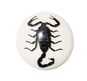 Scorpion noir, spécimen réel, cabochon en plastique rond 35x35 mm, fond plat blanc pour l'artisanat et la fabrication de bijoux - Product Image 6