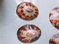 Concha de limpet ovalada de calidad de Vietnam para incrustaciones de joyería fina, fabricación de esferas de relojes de lujo con conchas de perla iridiscentes