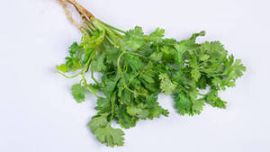 Semillas Enteras de Cilantro Indio Frescas de Primera Calidad, 100% Naturales de Gujarat, Nueva Temporada, Listas para Exportar, Especias con 12 Meses de Vida Útil - Product Image 4