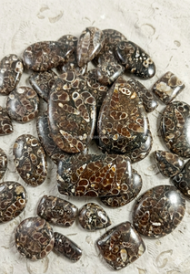 Venta al por Mayor de Cabujones de Ágata Turritella Únicos, en Forma de Pera Ovalada, Pulidos y Lisos, Ideales para la Fabricación de Joyería - Product Image 4