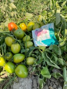 Graines hybrides de tomate ROKO F1 - Product Image 6