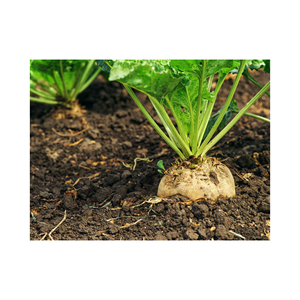 Remolacha Azucarera de Alta Calidad, Productos Agrícolas Cuidadosamente Seleccionados para Procesamiento Comercial y Aplicaciones Alimentarias - Product Image 6