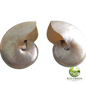 Concha Marina Espiral Natural Decorativa para Decoración del Hogar Costero, Bodas en la Playa, Acuarios y Exhibición de Artesanías Marinas - Product Image 1