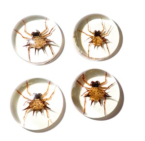 Espécimen Real de Araña Espinosa en Cabujón de Plástico Redondo de 25x25 mm con Base Plana Transparente para Manualidades y Joyería - Product Image 5