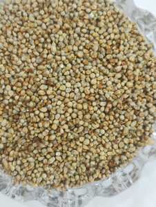 Millet pour l'alimentation du bétail, Millet de qualité alimentaire, Grains de millet, Ingrédient pour l'alimentation du bétail, Fournisseur de millet en vrac - Product Image 5