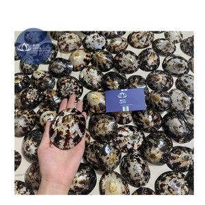 [MEJOR VENTA] |   Material de Concha de Limpet Azul Triturada a Granel |   Para Arte en Resina, Decoración de Baldosas de Terrazo, Vietnam - Product Image 5