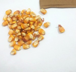 Feed Grade Dry High Protein Yellow <b>Maize</b> Corn for Cattle & Dairy Livestock Feed 50kg <b>Bag</b> - Product Image 6