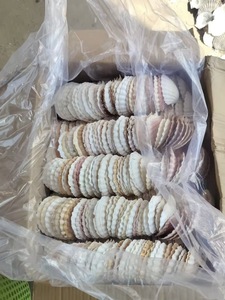 Conchas Marinas Naturales Ecológicas Pulimentadas de Estilo Folclórico, Colección de Conchas Blancas y Amarillas para Manualidades, Decoración del Hogar, Bodas y Fiestas - Product Image 6