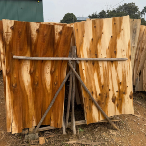 Placage rotatif en bois d'acacia 100% naturel, humidité 10-12%, longueur 1270 mm, design industriel pour contreplaqué de construction - Product Image 1