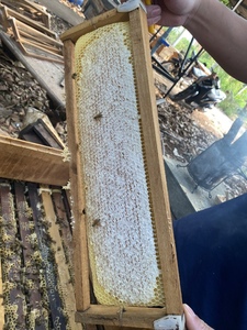 Delicious Honeycomb al por mayor-Mr.Alex - Product Image 4