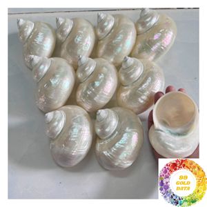 Natural Turban Snail <b>Shell</b> Iridescent Mother of Pearl <b>Ornament</b> 4.5-5cm 9-10cm for Coastal Decor Craft and Wholesale - Product Image 5