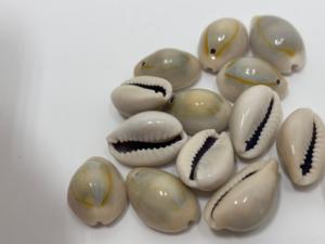 Coquillages de cauris jaunes naturels sculptés et étanches pour la fabrication de bijoux, la décoration de plage, les cadeaux et les designs côtiers - Product Image 5