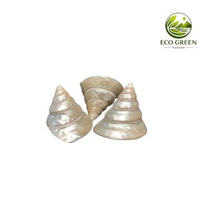 Luxury Vietnam Turbo Seashell Natural Pearl Ocean <b>Shell</b> For Aquarium Coastal Home Decor And Wedding <b>Ornament</b> - Product Image 2