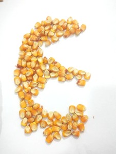Feed Grade Dry High Protein Yellow <b>Maize</b> Corn for Cattle & Dairy Livestock Feed 50kg <b>Bag</b> - Product Image 3