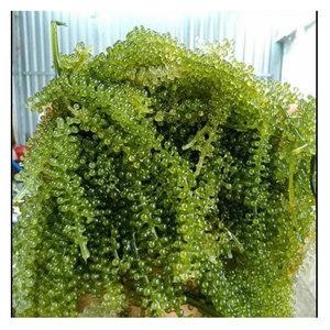 Algas Verdes Silvestres Picadas de Primera Calidad 100% Naturales de Vietnam para Importadores - Venta al por Mayor Directa de Fábrica con Calidad de Exportación - Product Image 1