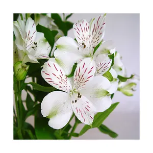 Captivating Fresh Alstroemeria: The Essence of Natural Beauty Quality Assurance Made In Vietnam