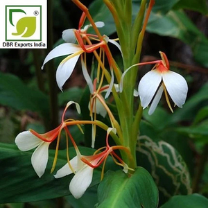 Premium Hedychium <b>Essential</b> <b>Oil</b> Natural Steam Distilled <b>Oil</b> for Aromatherapy Cosmetic and Fragrance Applications - Product Image 3