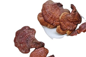 Cápsulas de polvo de extracto de Reishi de 200mg de la marca KMP, producto herbario cultivado en estado salvaje de alta calidad, venta directa de Tailandia, 100 cápsulas/caja - Product Image 2