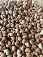Biologische Knapperige Natuurlijk Geroosterde Gedroogde Cashewnoten Vietnam - Gezond Veganistisch Voedsel Topkwaliteit Groothandel Private Label OEM Service
