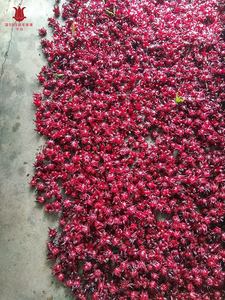 Polvo de Flor de Hibisco Seca para Suplementos de Salud, Extracto Herbal Natural, Materias Primas, Polvo de Roselle de Alta Pureza, Venta al por Mayor - Product Image 4