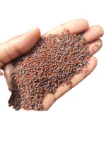 Graines de moutarde Ctc - 100% naturelles jaunes-brunes pour la préparation alimentaire, durée de conservation de 24 mois, modèle BD 2025, Chironton Trading Co