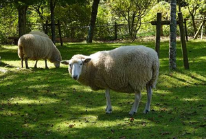 Wholesale Merino Sheep for Commercial <b>Wool</b> Production and Livestock Farms - Product Image 4