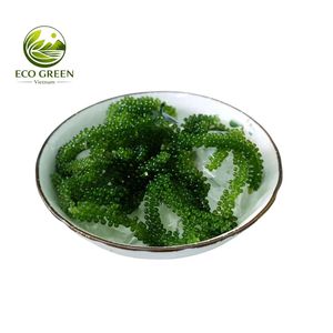<b>Dried</b> Sea Grapes Umibudo Natural Sea <b>Moss</b> Snack Rehydration Ready Fresh Taste Green Caviar Wholesale Supplier Vietnam - Product Image 4