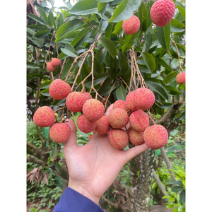 Lichi Congelado IQF de Calidad de Exportación, Fruta Tropical Premium Sin Azúcar Añadido, Envasado al Vacío, Suministro Directo de Fábrica a Granel - Product Image 1