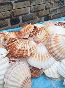Faits à la main en vrac, les coquilles Saint-Jacques Pecten de première qualité de l'océan du Vietnam sont parfaites pour la décoration de plage en 2024 - Product Image 4