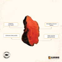 Extrait liquide d'Antrodia Camphorata LiGNO AC07 |   Matière première nutraceutique de qualité cosmétique pour le soin du foie |   Malaisie GMP OEM
