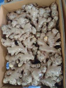 Productor y Exportador de Jengibre de Vietnam que Suministra Jengibre Fresco Natural en Grandes Cantidades para Importadores Globales - Product Image 5