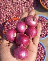 Assaisonnement en vrac d'épices hachées d'oignon violet lyophilisé naturel bonne qualité prix raisonnable exportation Vietnam - Product Image 2