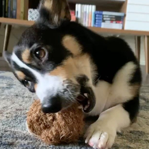 Pelota Masticable Natural de Coco para Perros, Ecológica, para Limpieza Dental, Uso Diario, Origen Vietnam - Product Image 2