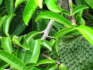 ผงใบทุเรียนเทศอบแห้งด้วยลมร้อน คุณภาพส่งออก วัตถุดิบผงใบกราวิโอลา เวียดนาม ANGLE - Product Image 5