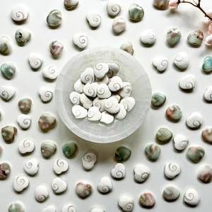 Operculum de Murex al por Mayor, Artesanía de Concha Natural de Alta Calidad, Hecho en Bélgica, Entrega Rápida - Product Image 3