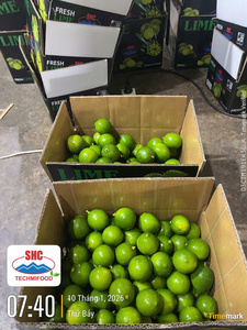 Citron vert frais sans pépins du Vietnam – Rendement élevé en jus, idéal pour la restauration - Product Image 2