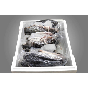 Poisson Tilapia Rouge Congelé pour l'Emballage et le Traitement - Product Image 3