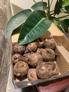 Rodajas de Taro Congeladas Naturales, Peladas, Altas en Fibra, Vegetales, para Distribución Mayorista, Soluciones Disponibles Ahora para el Mercado Minorista Global - Product Image 6
