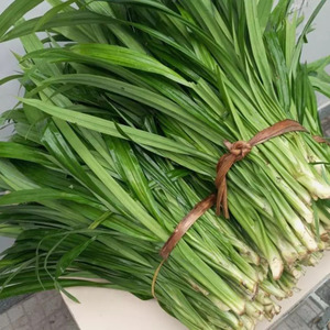 Hojas de Pandan Congeladas Premium, Paquete de Hojas de Screwpine para la Industria de Procesamiento de Alimentos, Suministro de Vietnam - Sra. Grace - Product Image 5