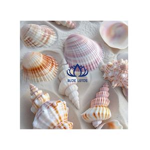 Colección Decorativa de Conchas Marinas Naturales BLUE LOTUS, Surtido de Formas y Colores, Arte de Conchas Estilo Playa para Exhibición - Product Image 1