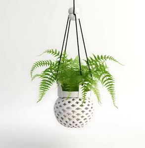 Planta para Arreglos Decorativos y de Cactus, Natureza Muerta - Product Image 4