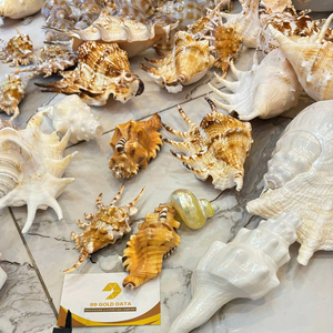 Assorted Small and <b>Large</b> Sea Shells Natural Marine Shells for Craft Aquarium Decor Vietnam Supplier Bulk Export - Product Image 1