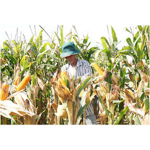 Maïs jaune biologique frais de qualité supérieure, graines de maïs sucré cru en vrac, conditionnées en sacs de 50 kg - Product Image 5